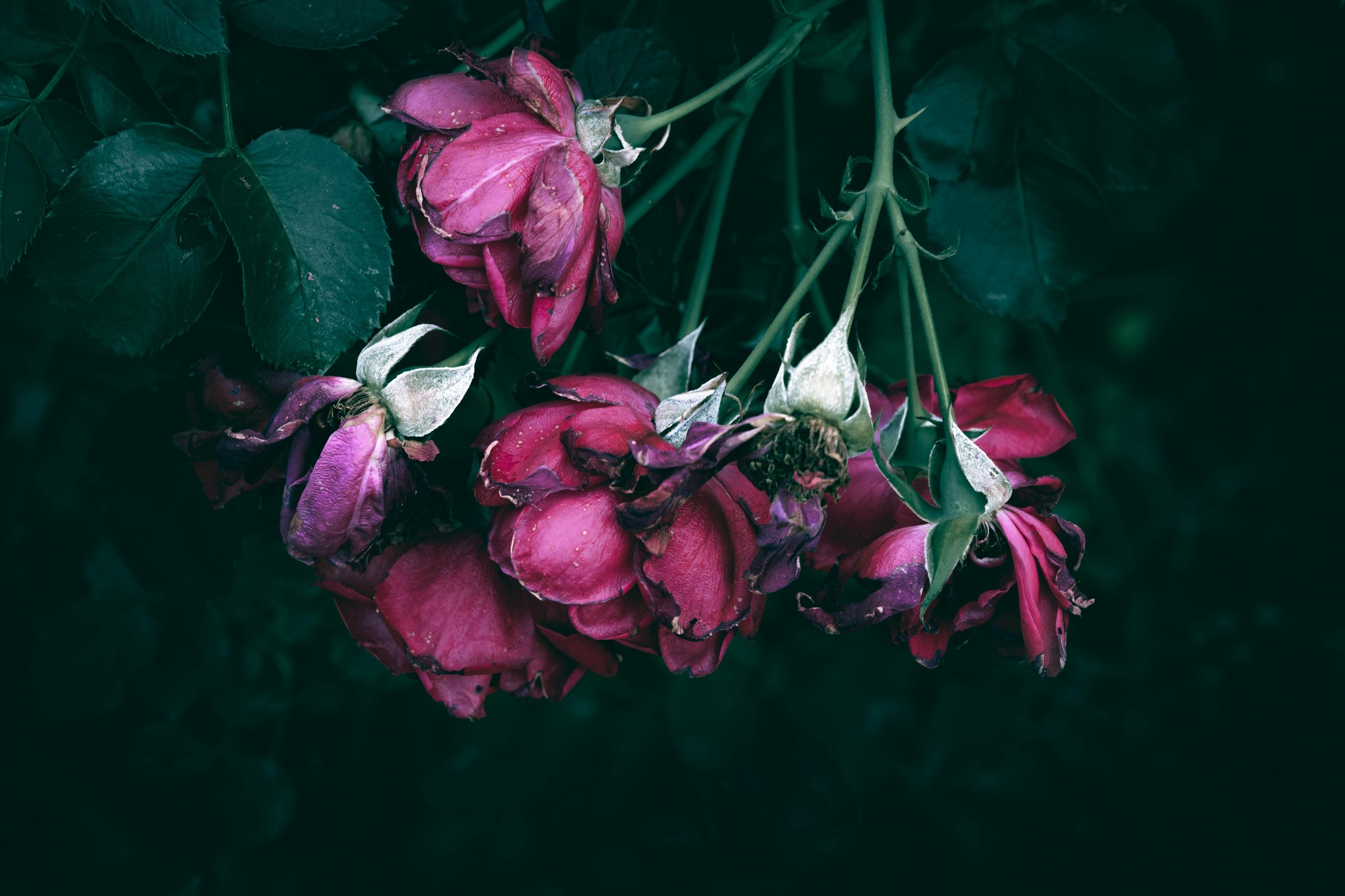 A cluster of deep pink wilting roses against dark green foliage