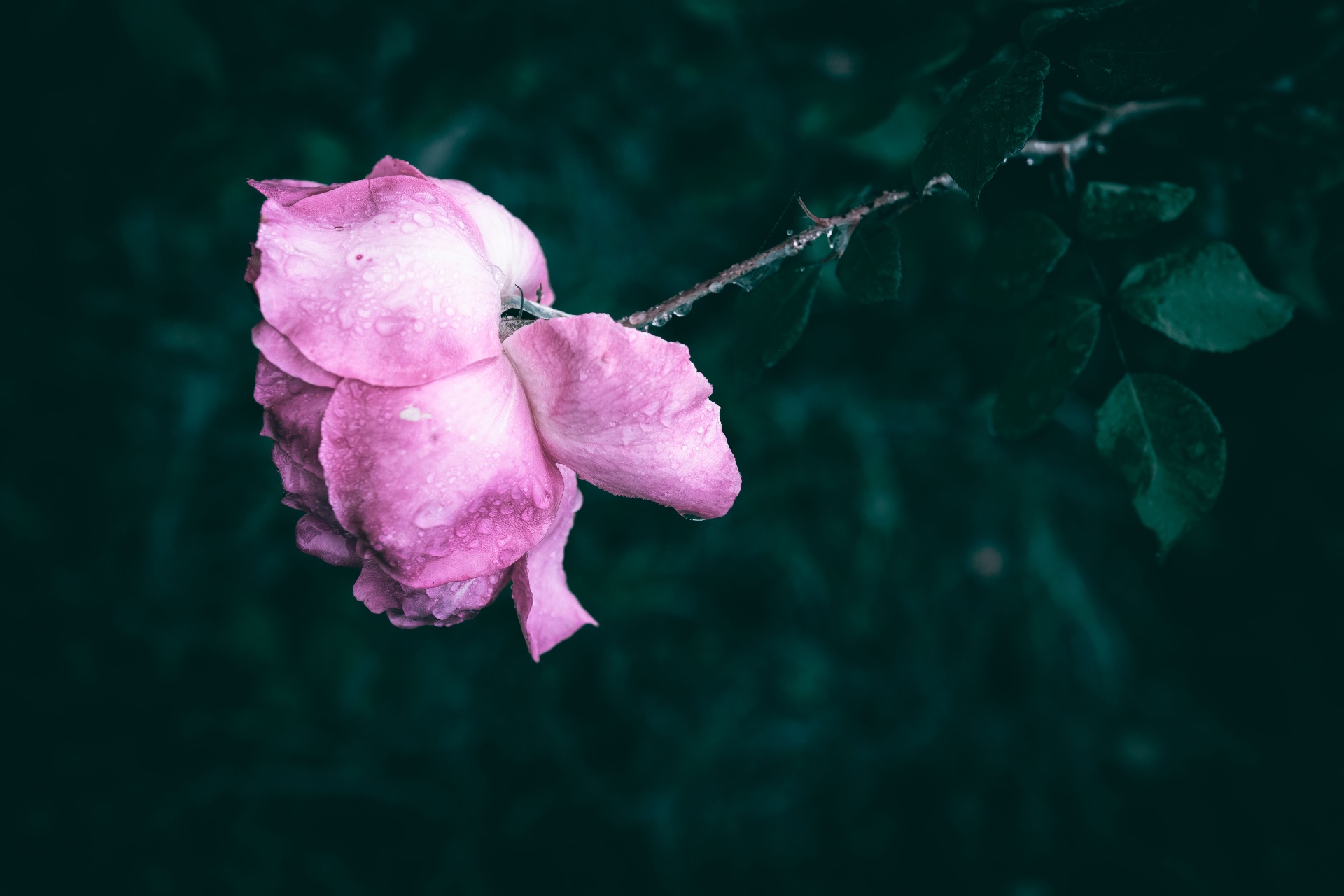 A single pink rose with raindrops, against a dark green leafy background