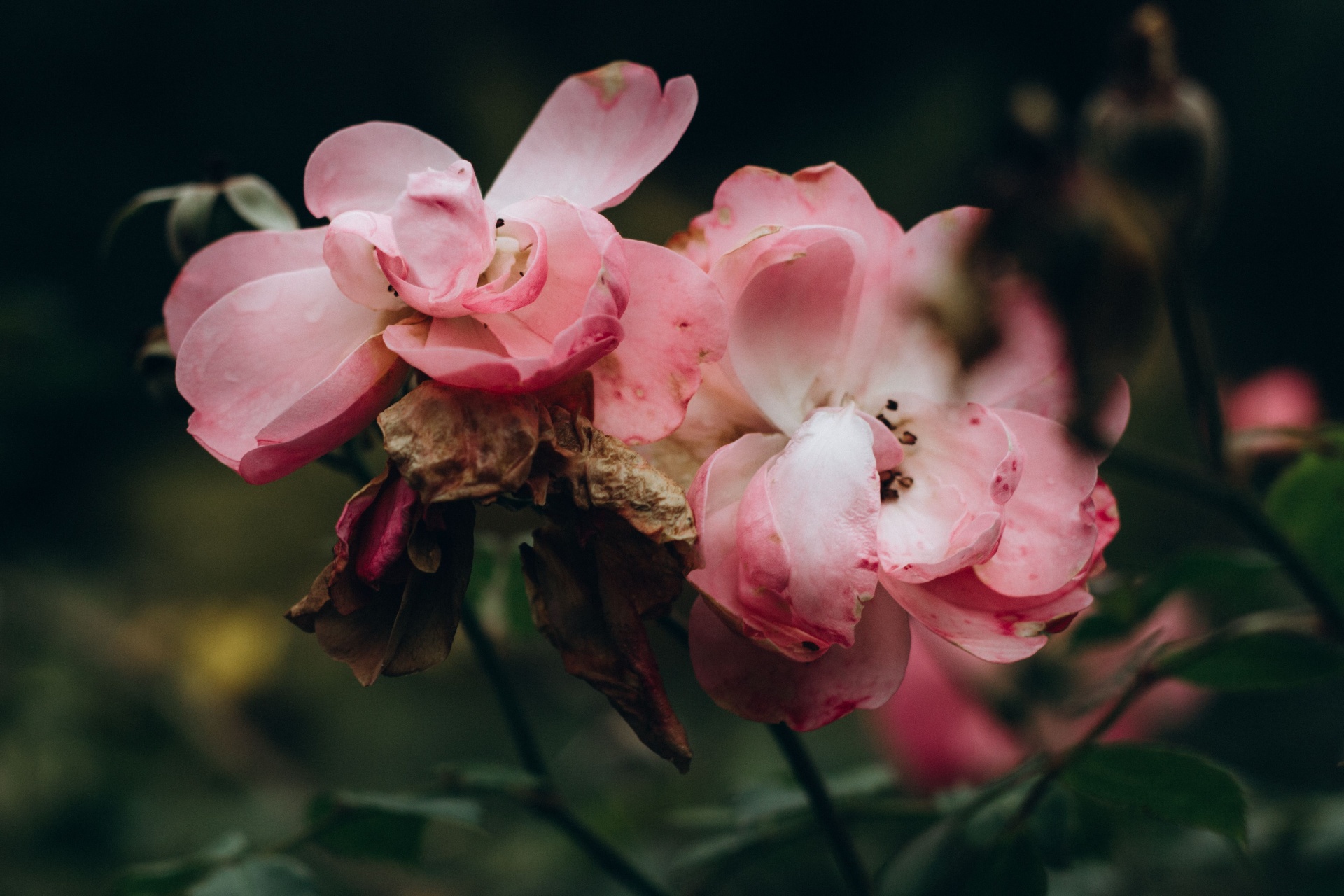 Close-up of pale pink roses against a dark background